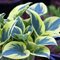 Хоста  'Фёст Фрост' /       Hosta  hybride  'First Frost'